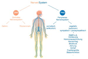 Systematik des Nervensystems - Polyvagal-Theorie
