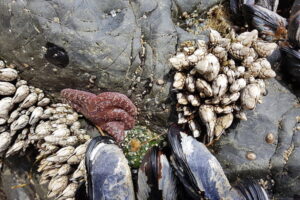 Muscheln und Seestern - Mit Wölfen sein im Pacific Rim Nationalpark