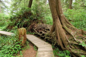 Wanderweg im Wald - Mit Wölfen sein im Pacific Rim Nationalpark