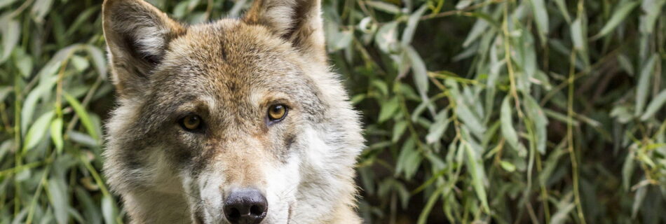 Porträt eines Wolfes - Jagd auf Wölfe