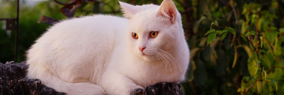 eine weiße Katze liegt auf einem Baumstumpf - Fellfarbe & Verhalten